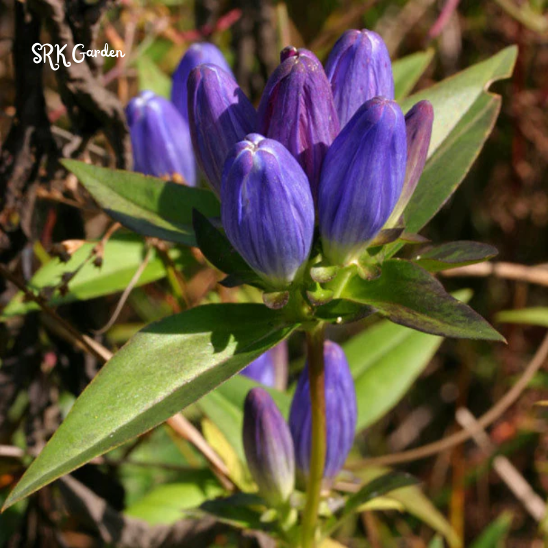 Bottle Gentian Seeds | 100 Seeds