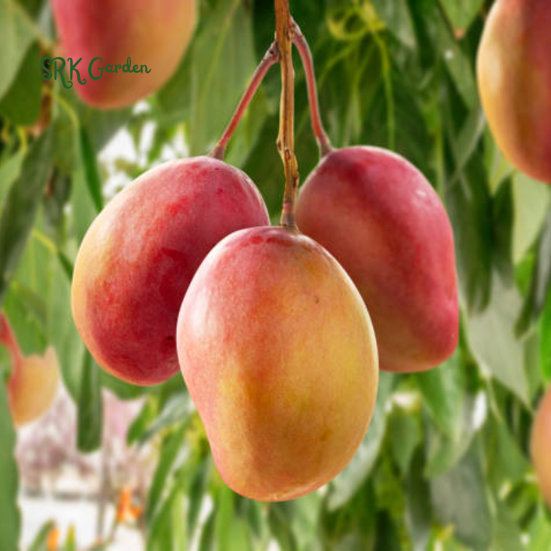 Julina Mango Tropical Live Fruit Tree 12"