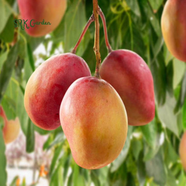Julina Mango Tropical Live Fruit Tree 12"