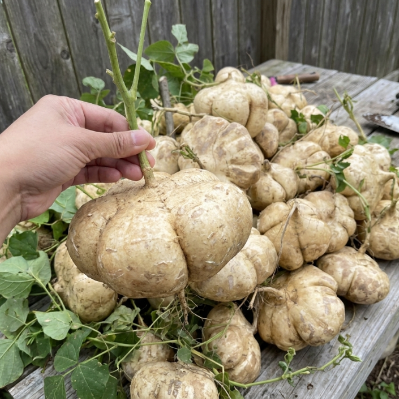 Vegetables