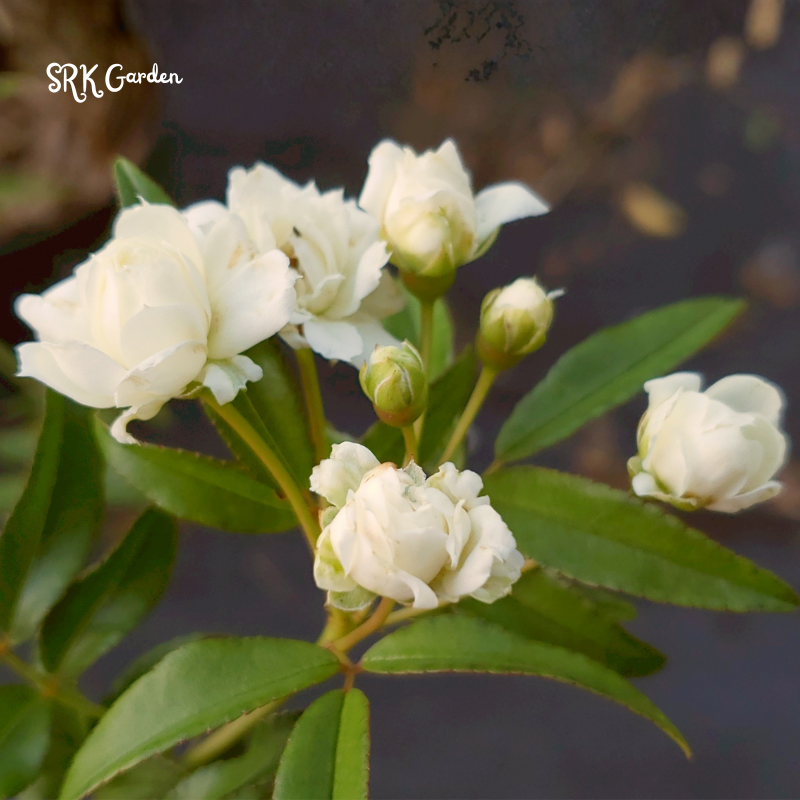 White Lady Banks Climbing Rose - Size 4 Inch Pot