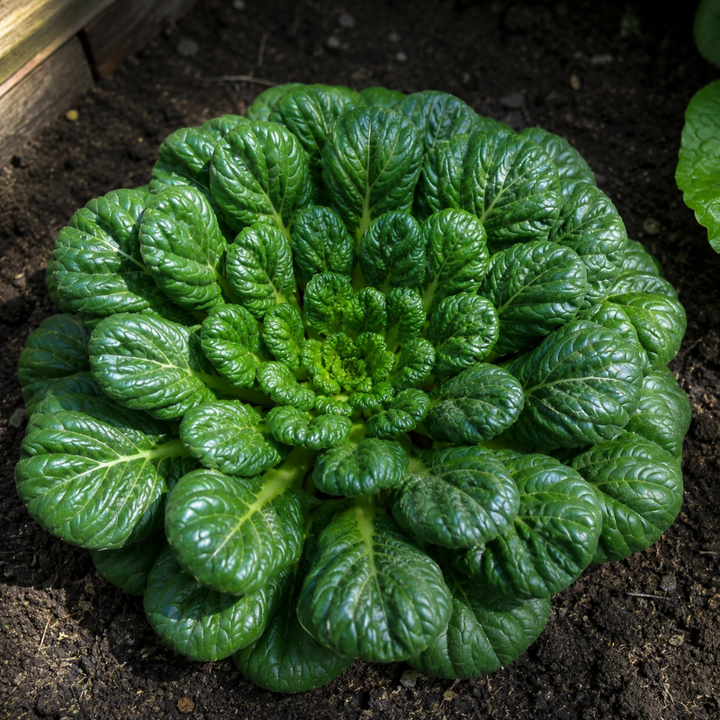 100+ Tatsoi Rosette Pak Choi Cabbage Seeds