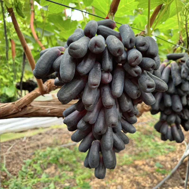 Sweet Sapphire Grape Vine Plant Exotic Ornamental Fruit Tree Seed for Planting