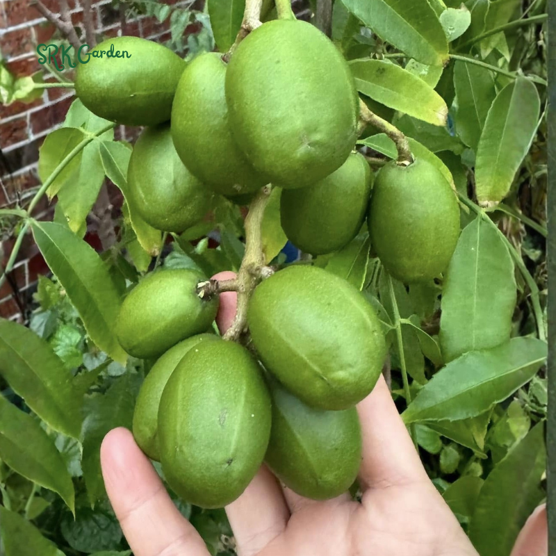 June Plum Tropial Fruit Trees - 1 - 2 Feet Tall