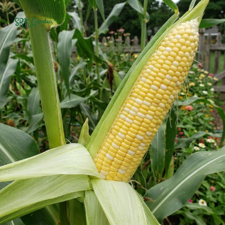 30+ Peaches & Cream Sweet Corn Seeds