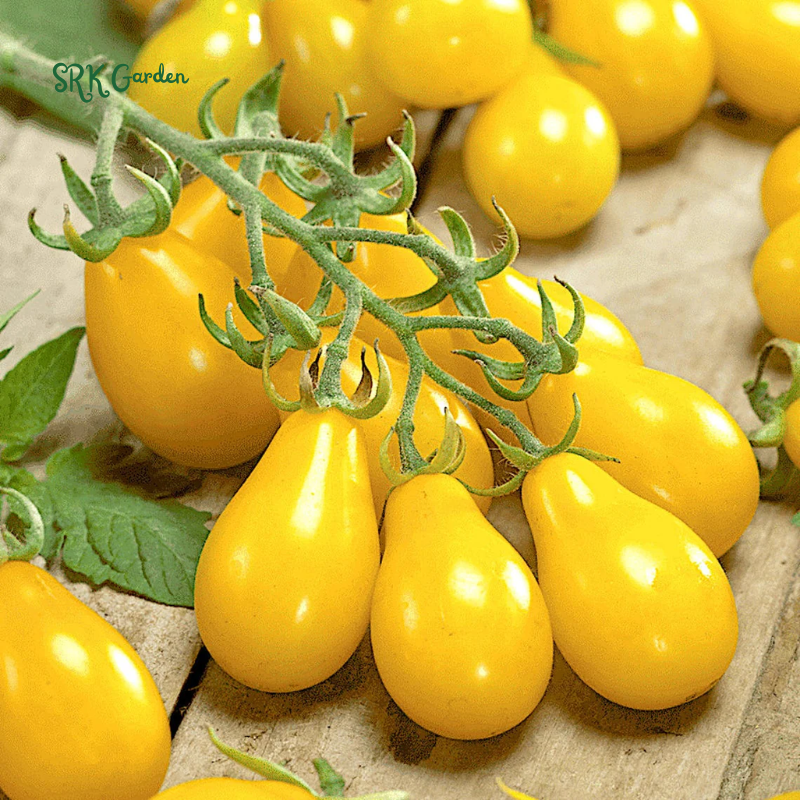 Yellow Pear Cherry Tomato Seeds | 30 Seeds