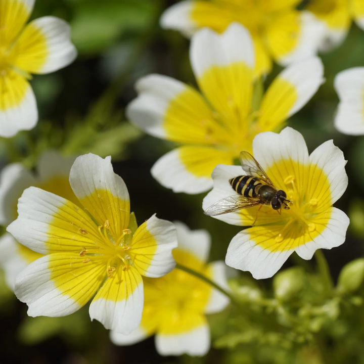 Poached Egg Plant | 60 Seeds