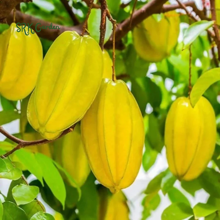 Star Fruit Averrhoa Carambola Bell Seedling Potted Starfruit Plant Tree