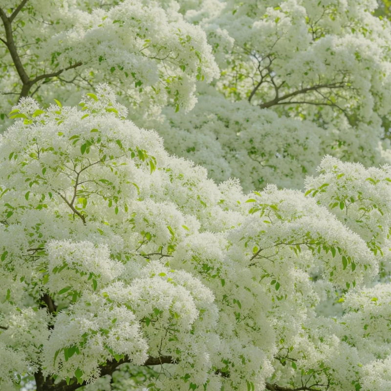 Fall Willow Flower Live Plant – 8–16 Inches Tall | White Flowering Perennial Shrub