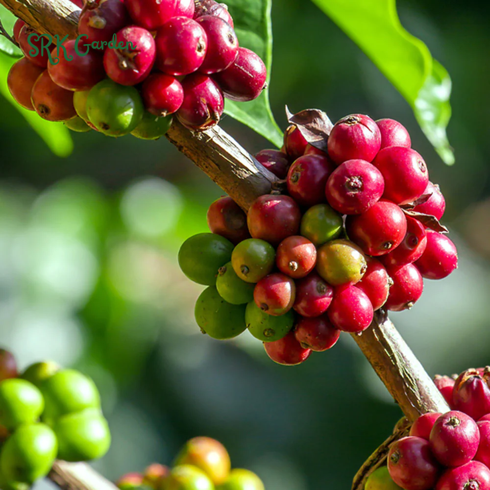 Arabica Coffee Plant in 4 inch pot