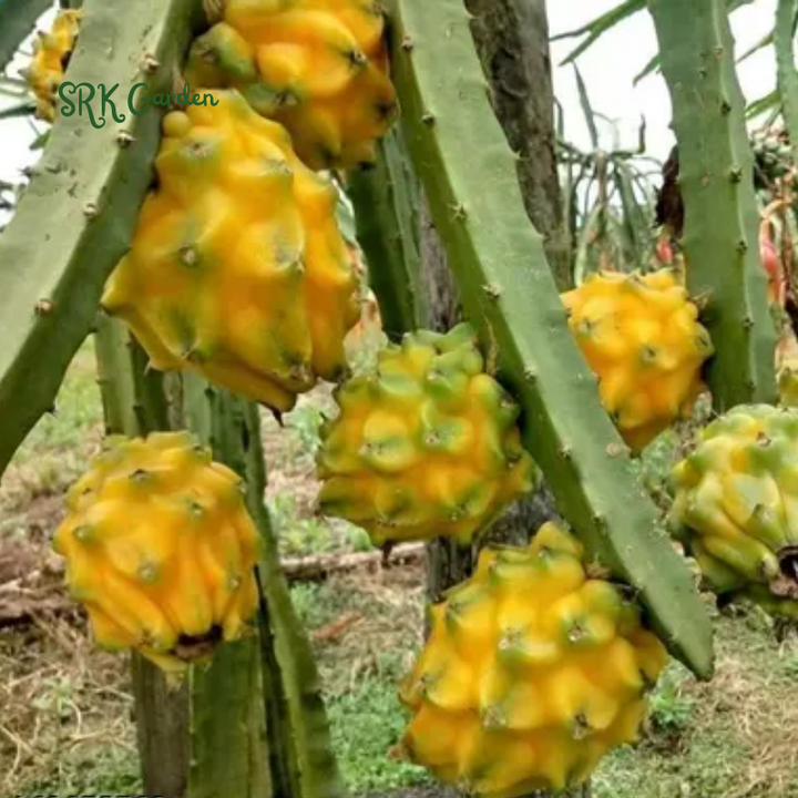 Yellow Dragon Fruit Cactus Live Plant, Easy to Grow