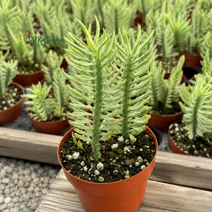 Devil's Backbone, Variegated Succulent in 2.5" pot
