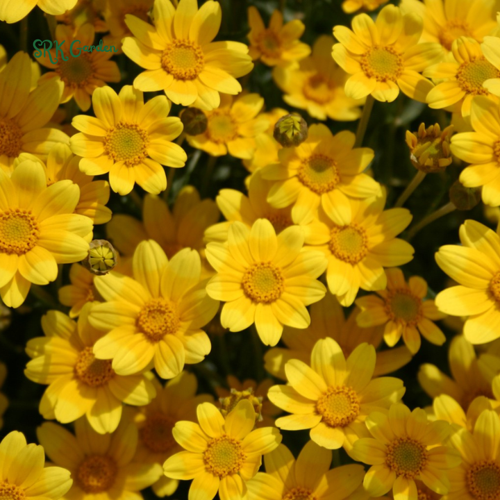 Oregon Sunshine Seeds | 100 Seeds