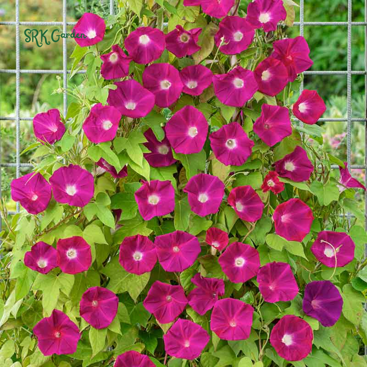 Scarlet O Hara Morning Glory Seeds | 50 Seeds
