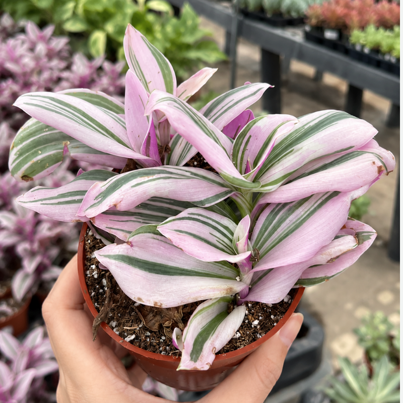 Pink wandering jew plant 4" pot