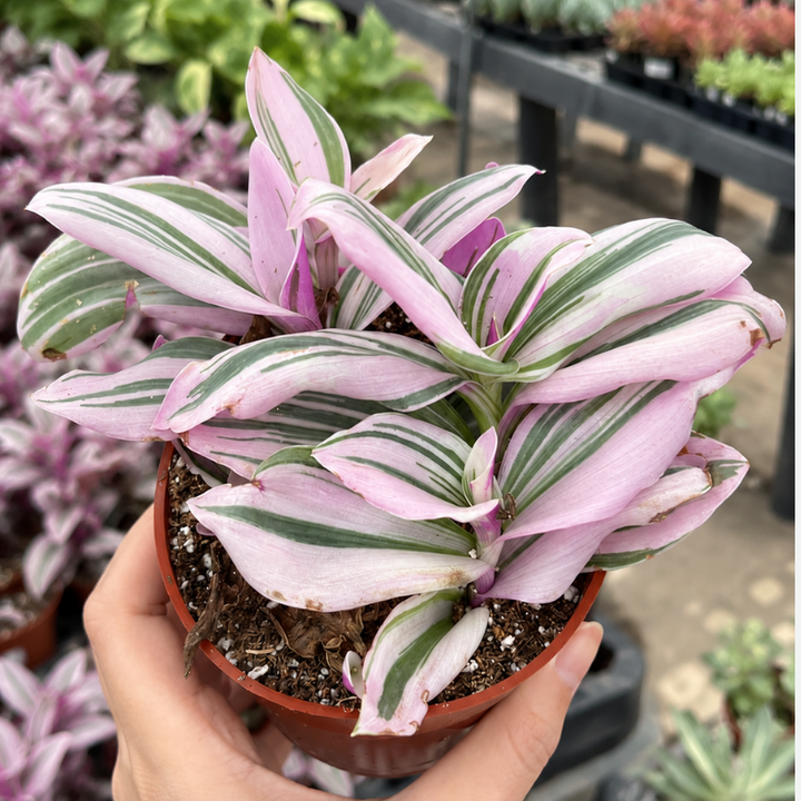Pink wandering jew plant 4" pot