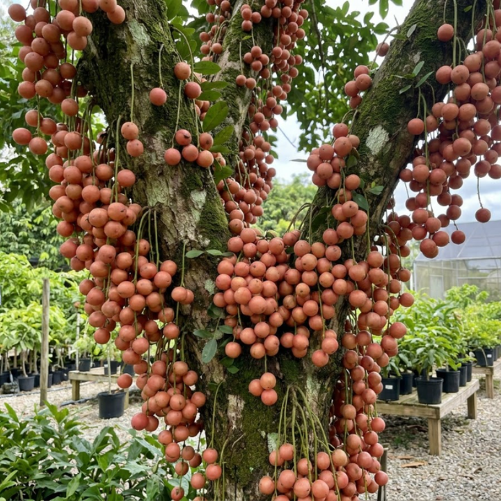 Rare Burmese Grape Seeds – Exotic Tropical Fruit Tree Seeds