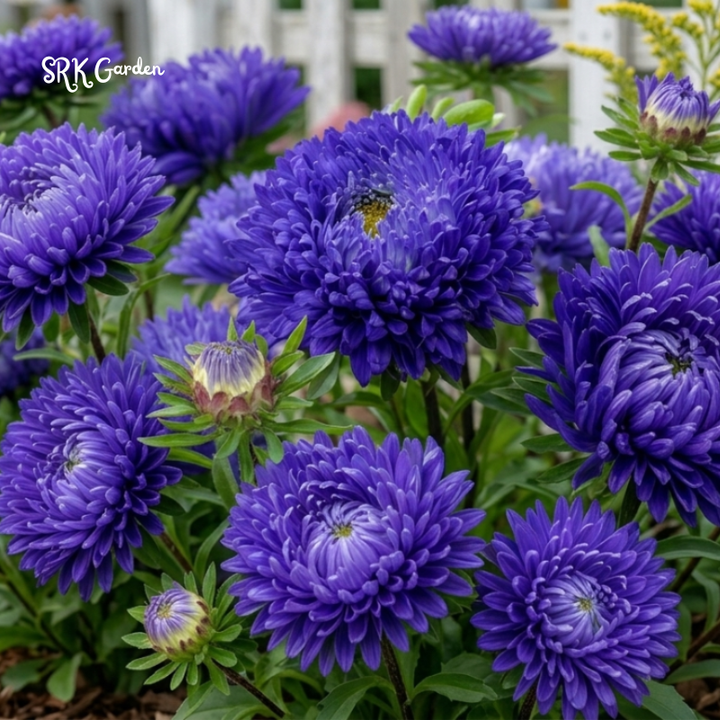 25 Seed Gala Blue Aster