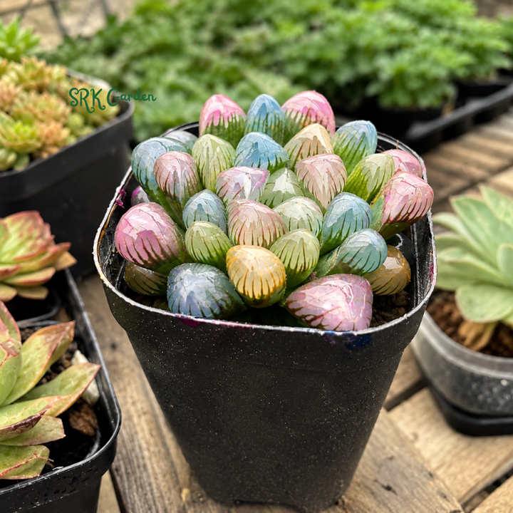 Live Succulents -Rare Succulents -Haworthia Cooperi Rainbow