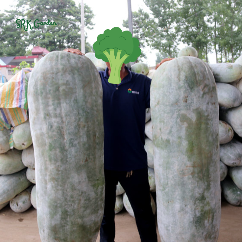 Giant Wax Gourd Seeds | 20 Seeds