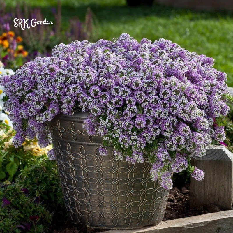 ALYSSUM SEEDS - Rosie Purple 1500 Seeds