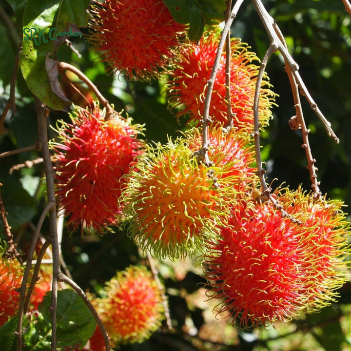 Grafted Rambutan (Nephelium lappaceum) Tropical Live Fruit Tree (2-3ft)