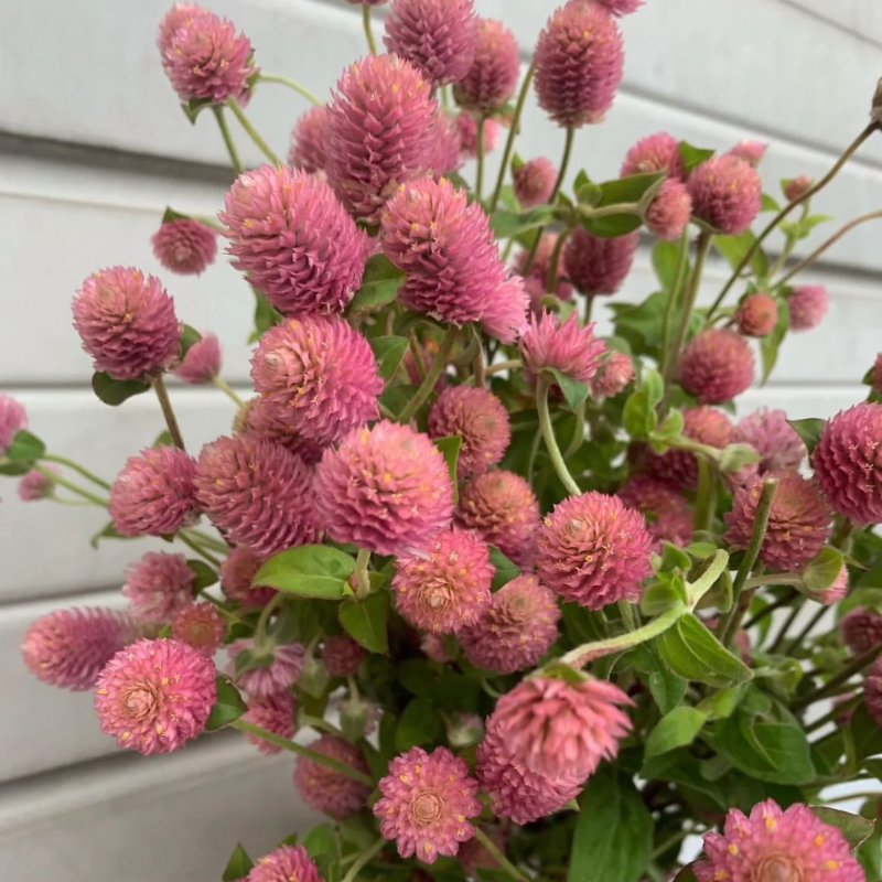 25+ Raspberry Cream Gomphrena Seed