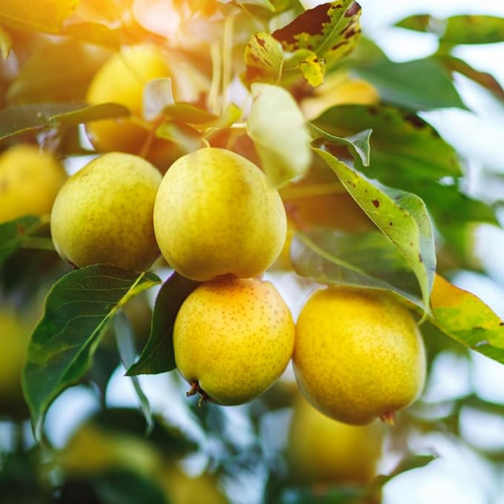 Live Pear Tree, Cold Hardy Pear Fruit Tree for Yard |  10 Inch Tall