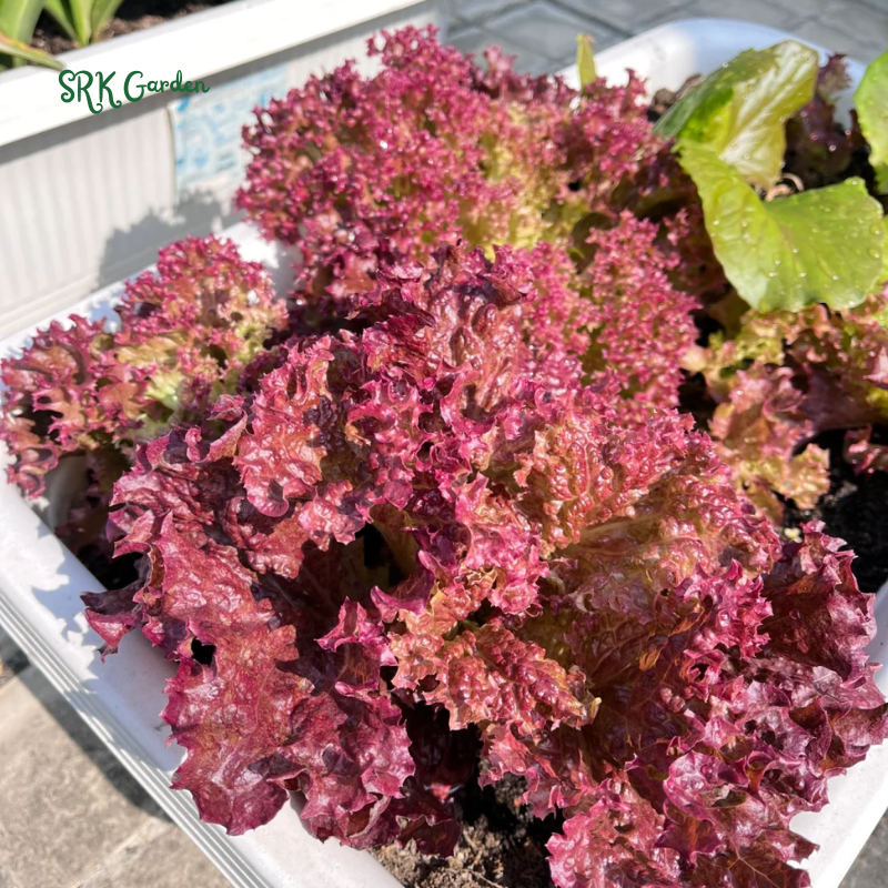 Organic Red Salad Bowl Lettuce - Lollo Rosso | 250 Seeds