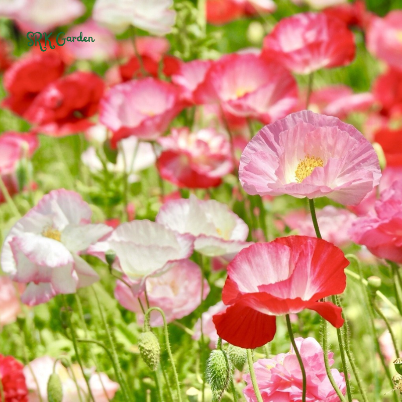 Single Poppy Seed Mix for Spring | 2000 seeds