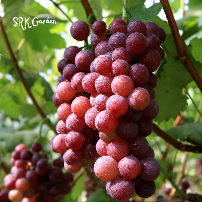 Red Grape Vine Live Plant for Planting. Fruit Tree 1-2 Year Old