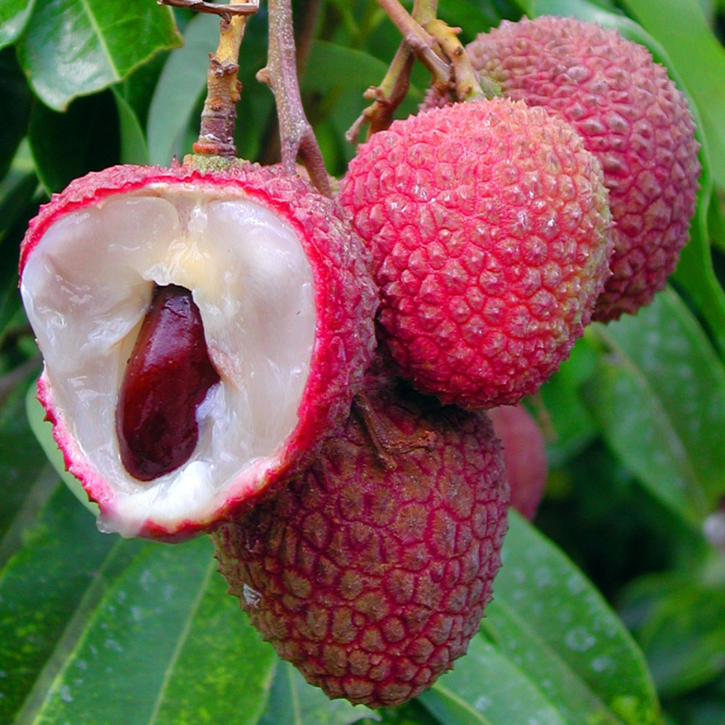 Lychee Fruit Tree Plant, 4 Inc Potted, Lychee Plant Live Sweet Fruit Plant | Tropical plants