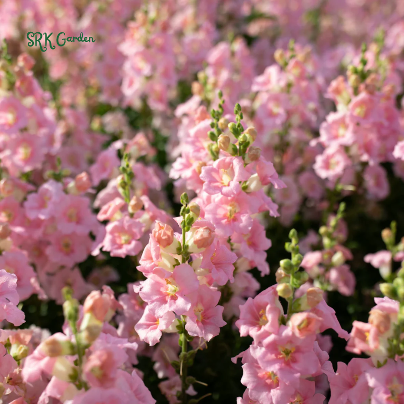 Chantilly Light Pink Snapdragon Seeds | 30 Seeds