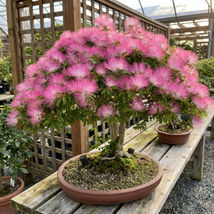 Pink Mimosa Tree Live Plant – Persian Silk Tree (Albizia julibrissin), 2-Inch Pot