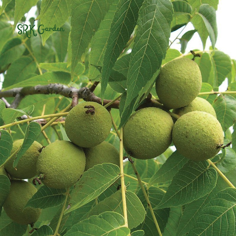 Black Walnut Tree Live Plant | Live Tree Seedling (1 Tree)