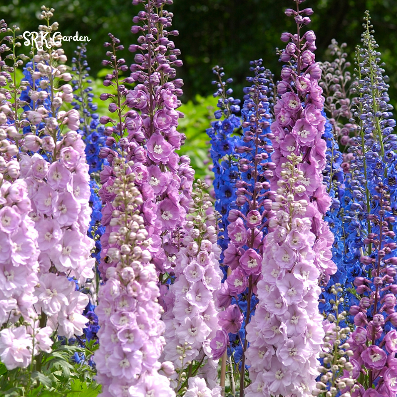 Larkspur Seeds - Giant Imperial Mix 250 seeds