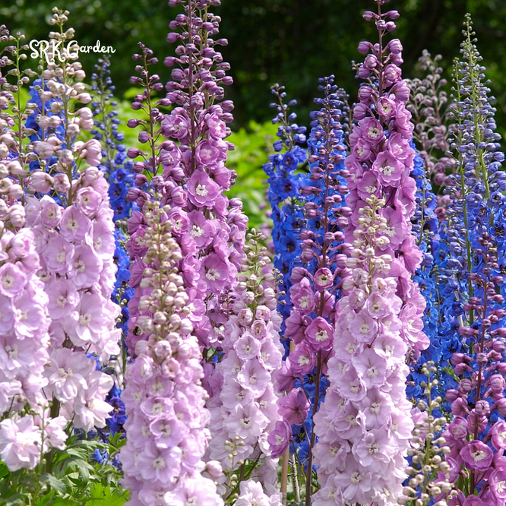 Larkspur Seeds - Giant Imperial Mix 250 seeds