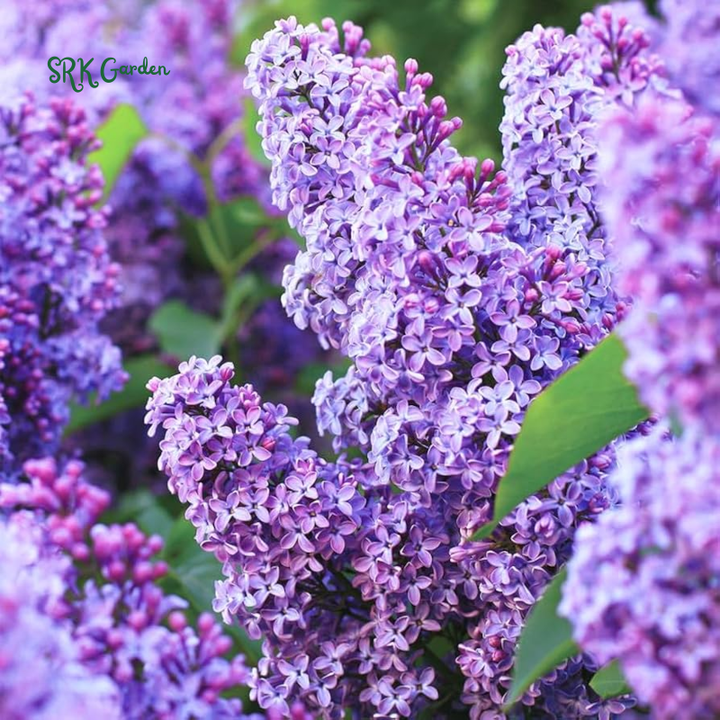 Spectacular Purple Lilac Potted Plant, 6-12" Tall