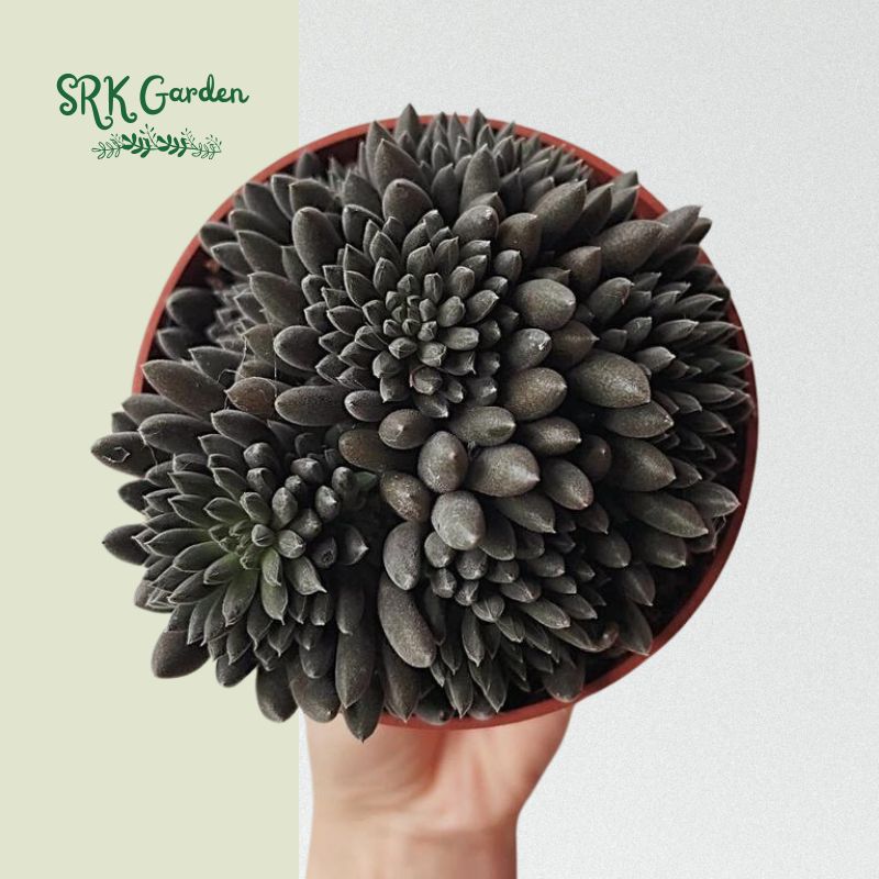 Black Sea Urchin, Sinocrassula Yunnanensis, Rare succulent in 2" pot