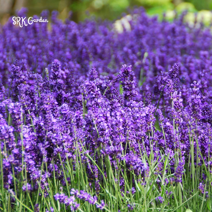 Lavender Seeds for Planting, Purple Perennial Heirloom Lavender Seeds Garden Indoor Outdoor and Home