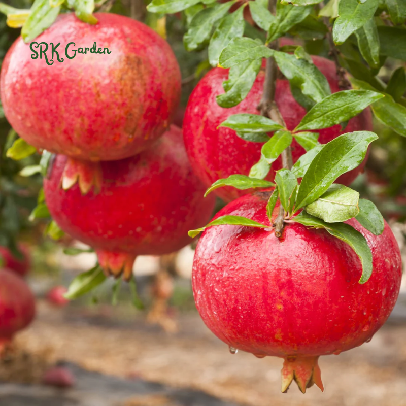 Sirenevyi Pomegranate Live Plant - Exotic Fruit-Bearing Plant, Hardy Pomegranate Tree, Tropical Garden