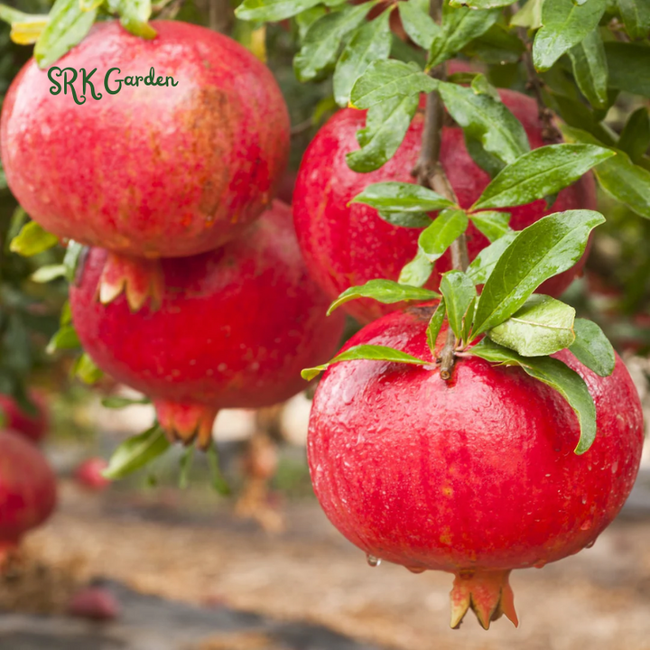Sirenevyi Pomegranate Live Plant - Exotic Fruit-Bearing Plant, Hardy Pomegranate Tree, Tropical Garden
