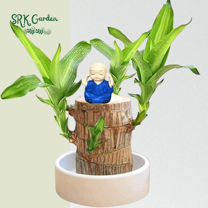 Brazilian Wood Plant,Lucky Wood Plant with Plastic Tray