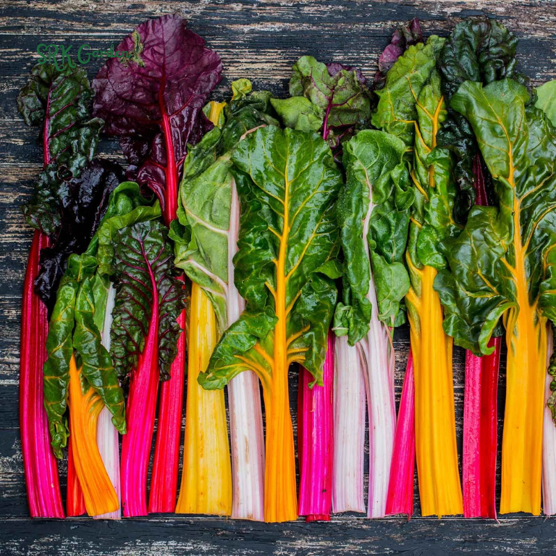 Organic Rainbow Swiss Chard Seeds | 50 Seeds