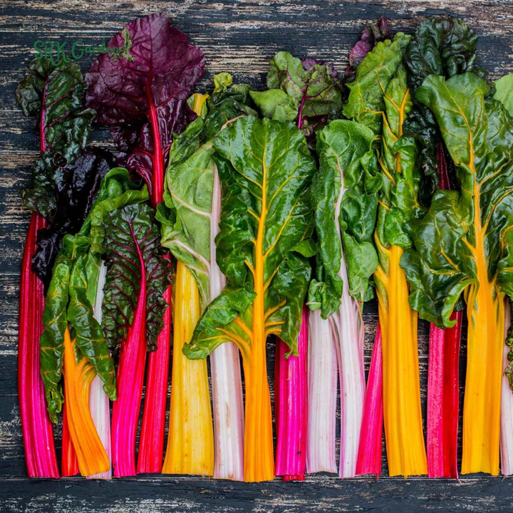 Organic Rainbow Swiss Chard Seeds | 50 Seeds