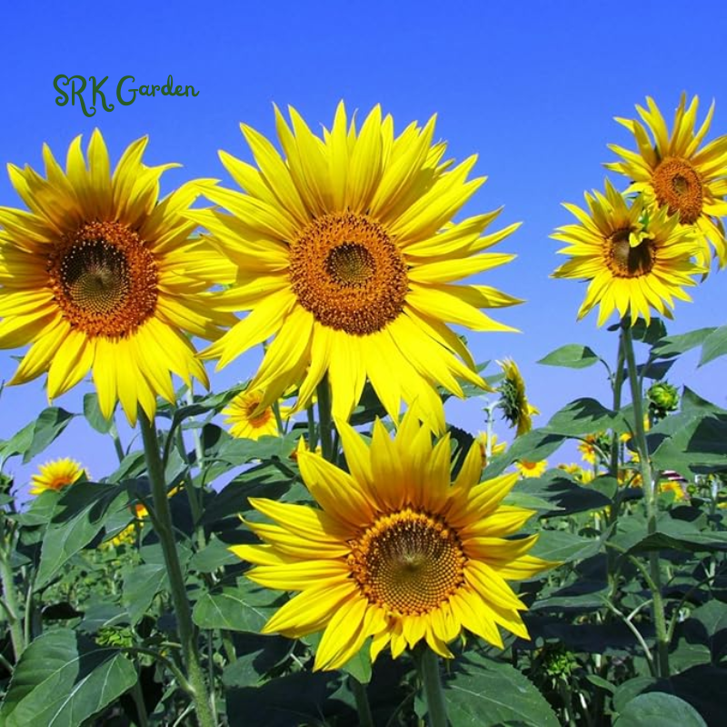 Giant Mammoth Sunflower Seeds for Planting, High Germination, Attracts Pollinators | 200 Seeds