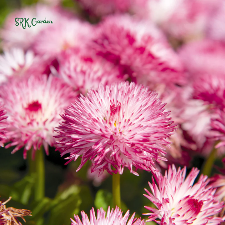 Habanera Mixed Bellis English Daisy Seeds | 10 Seeds