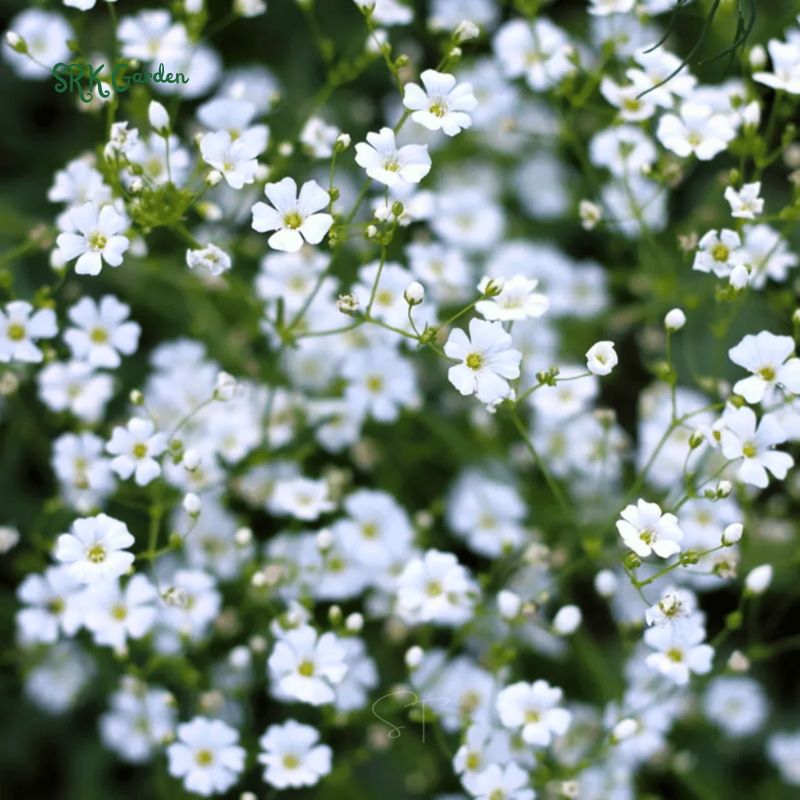 White Annual Baby's Breath Seeds | 500 Seeds