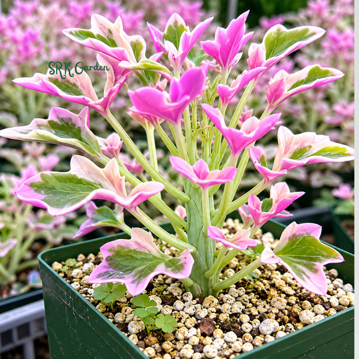 Lavender Fantasy | Variegated Senecio Articulatus Live Plant in 4 inch pot