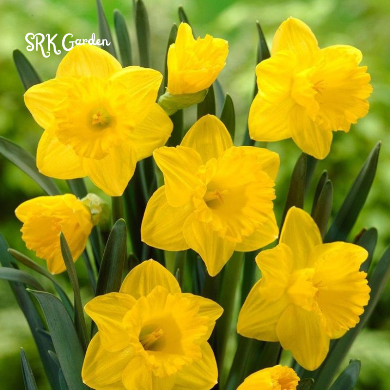 Narcissus daffodils bulbs for planting - 25 Bulbs